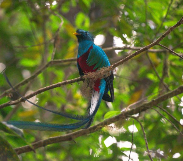 Quetzal Río Chirripo